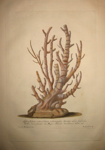 Gualtieri Niccolò (1688-1744) Lithophjton articulatum interno diis striatis albo fulvidis... 1742 Firenze 